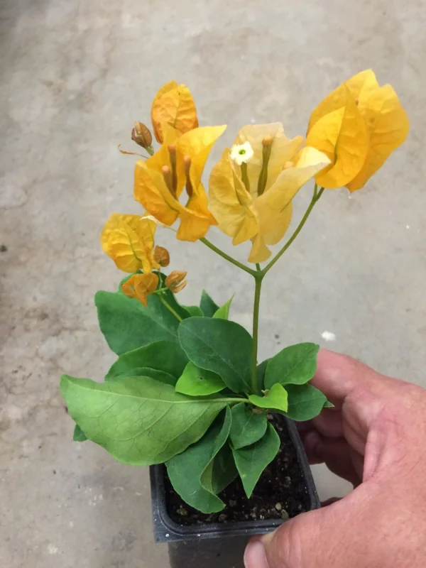 Bougainvillea 'California Gold' Live Plant – Vibrant Yellow Climber – Outdoor Bougainvillea 'California Gold' Live Plant – Vibrant Yellow Climber – Outdoor - Image 6