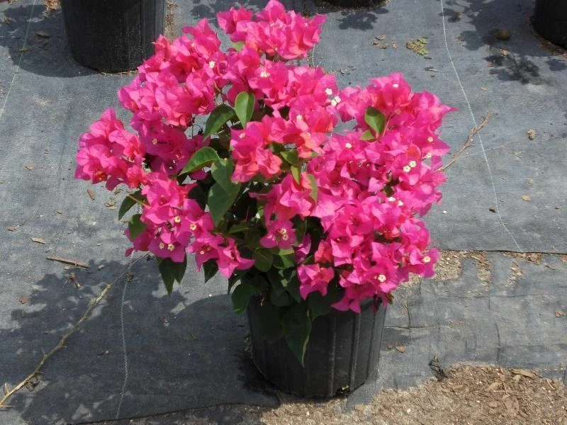 Bougainvillea 'Orange King' Live Plant - Vibrant Flowering Vine Bougainvillea 'Orange King' Live Plant - Vibrant Flowering Vine - Image 3