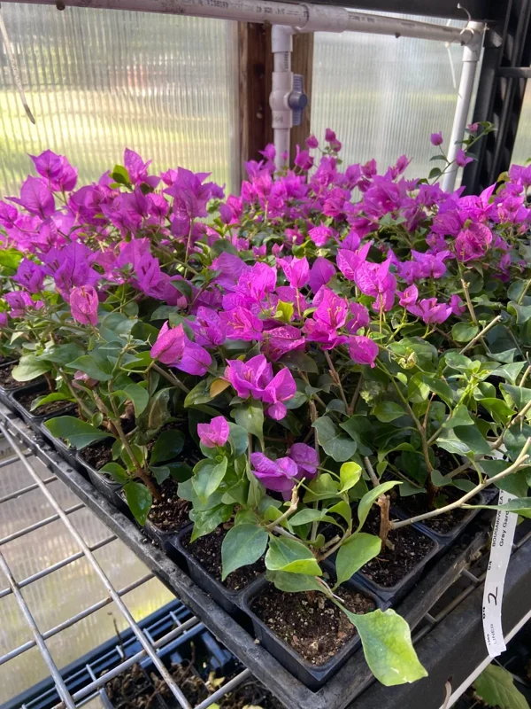 Bougainvillea 'Royal Purple' Live Plant – Vibrant Climbing Shrub – Outdoor - Image 2