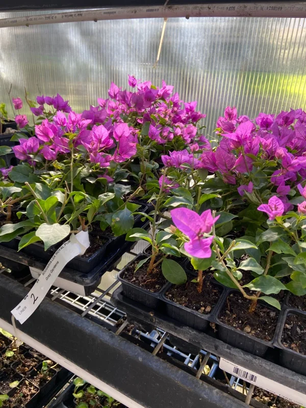 Bougainvillea 'Royal Purple' Live Plant – Vibrant Climbing Shrub – Outdoor - Image 1