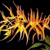 Brassia Orange Delight 'Hilo Sunrise' Live Orchid Plant 2.5" Pot Brassia Orange Delight 'Hilo Sunrise' Live Orchid Plant 2.5" Pot - Image 1