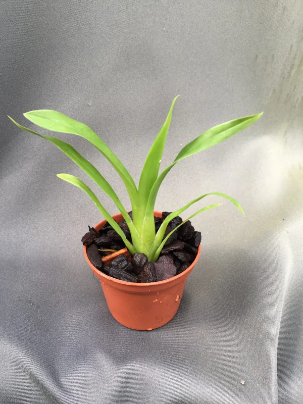 Brassia Orange Delight 'Hilo Sunrise' Orchid Live Plant 2.5" Pot Indoor - Image 2