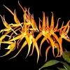 Brassia Orange Delight 'Hilo Sunrise' Orchid Live Plant 2.5" Pot Indoor - Image 1