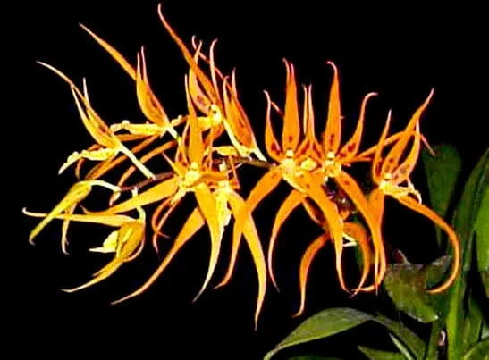 Brassia Orange Delight 'Hilo Sunrise' Orchid Live Plant 2.5" Pot Indoor - Image 1