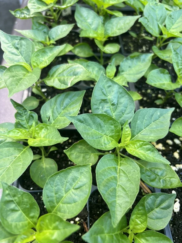Brazilian Mini White Habanero Live Plants - Super Hot Pepper - Set of 3 Chili Plants Brazilian Mini White Habanero Live Plants - Super Hot Pepper - Set of 3 Chili Plants - Image 2