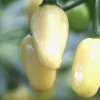 Brazilian Mini White Habanero Live Plants - Super Hot Pepper - Set of 3 Chili Plants - Image 1