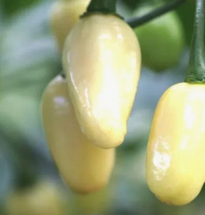 Brazilian Mini White Habanero Live Plants - Super Hot Pepper - Set of 3 Chili Plants Brazilian Mini White Habanero Live Plants - Super Hot Pepper - Set of 3 Chili Plants - Image 1