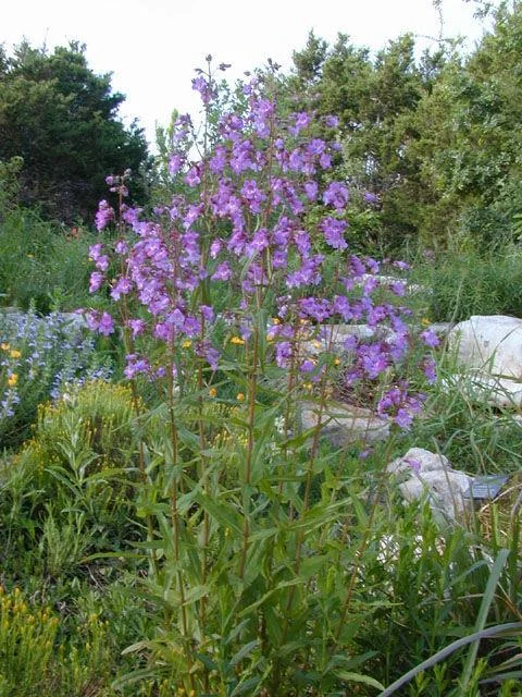 Brazos Penstemon Live Plant – 1 Gallon – Perennial – Fully Rooted Brazos Penstemon Live Plant – 1 Gallon – Perennial – Fully Rooted - Image 2