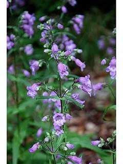 Brazos Penstemon Live Plant – 1 Gallon – Perennial – Fully Rooted Brazos Penstemon Live Plant – 1 Gallon – Perennial – Fully Rooted - Image 3