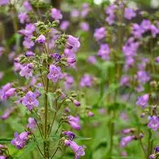 Brazos Penstemon Live Plant – 1 Gallon – Perennial – Fully Rooted Brazos Penstemon Live Plant – 1 Gallon – Perennial – Fully Rooted - Image 4