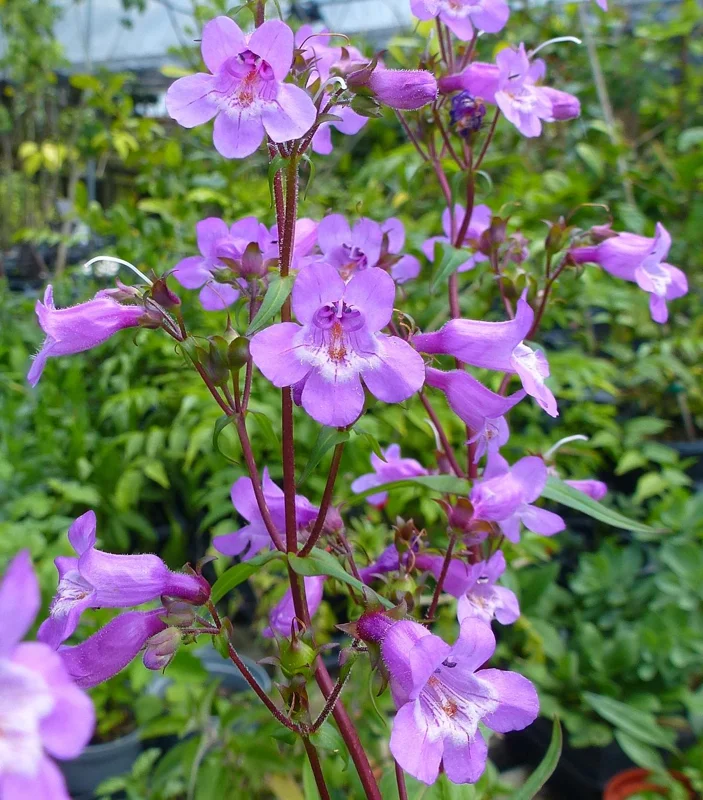 Brazos Penstemon Live Plant – 1 Gallon – Perennial – Fully Rooted Brazos Penstemon Live Plant – 1 Gallon – Perennial – Fully Rooted - Image 1