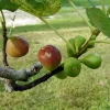 Brown Turkey Fig Live Plant - Delicious Fruit Tree, Rooted, 3" Pot - Image 1