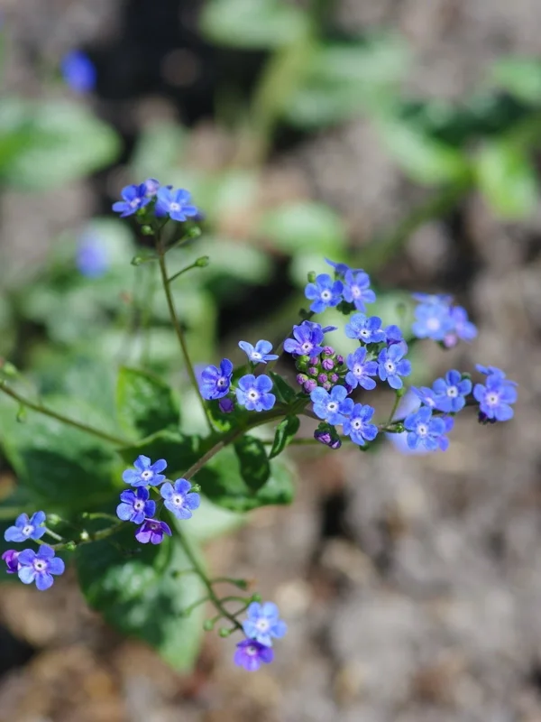 Brunnera 'Sea Heart' Live Starter Plant – False Forget-Me-Not – Outdoor Shade Perennial Brunnera 'Sea Heart' Live Starter Plant – False Forget-Me-Not – Outdoor Shade Perennial - Image 3