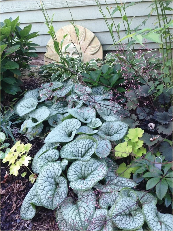 Brunnera 'Sea Heart' Live Starter Plant – False Forget-Me-Not – Outdoor Shade Perennial Brunnera 'Sea Heart' Live Starter Plant – False Forget-Me-Not – Outdoor Shade Perennial - Image 4