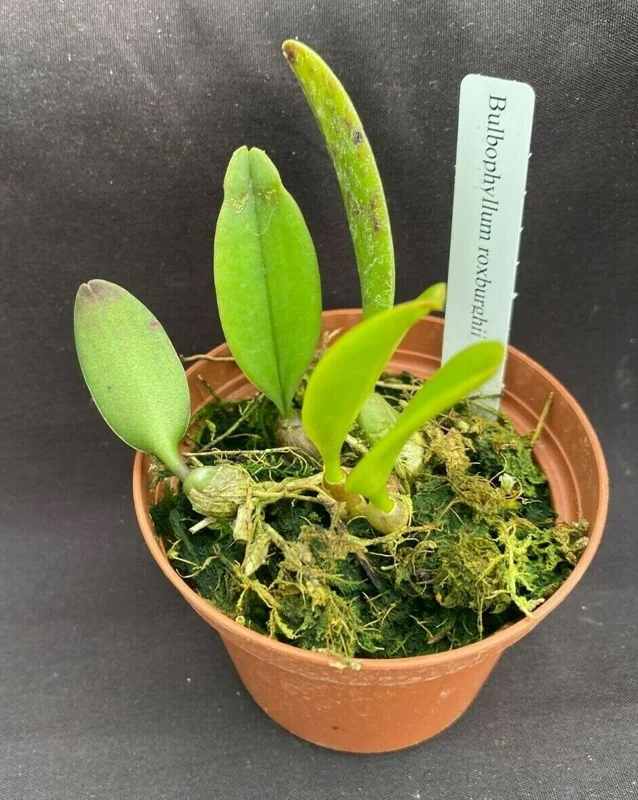 Bulbophyllum roxburghii Miniature Orchid Live Plant, Blooming Size, in 3" Pot - Image 2