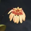 Bulbophyllum roxburghii Miniature Orchid Live Plant, Blooming Size, in 3" Pot Bulbophyllum roxburghii Miniature Orchid Live Plant, Blooming Size, in 3" Pot - Image 1