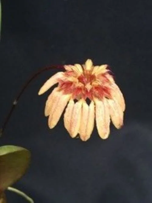 Bulbophyllum roxburghii Miniature Orchid Live Plant, Blooming Size, in 3" Pot - Image 1