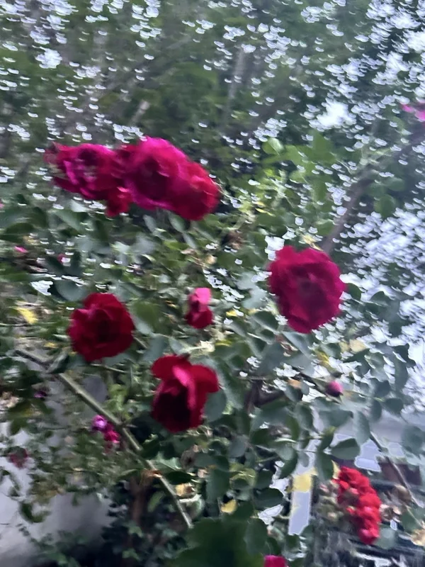 Burgundy Iceberg Rose Cuttings - 3 Unrooted 6" Live Flower Plant Cuttings Shrub - Image 2