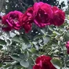 Burgundy Iceberg Rose Cuttings - 3 Unrooted 6" Live Flower Plant Cuttings Shrub Burgundy Iceberg Rose Cuttings - 3 Unrooted 6" Live Flower Plant Cuttings Shrub - Image 1