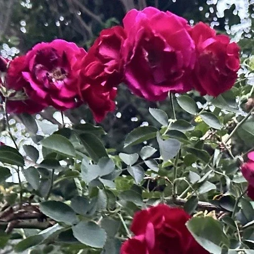 Burgundy Iceberg Rose Cuttings - 3 Unrooted 6" Live Flower Plant Cuttings Shrub - Image 1