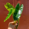 Burle Marx Philodendron Cutting Live Plant – Air Roots & Multiple Nodes – Indoor/Outdoor Burle Marx Philodendron Cutting Live Plant – Air Roots & Multiple Nodes – Indoor/Outdoor - Image 1