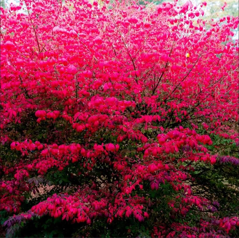 Burning Bush Live Plant 2.5 Inch Pot - Red Ornamental Shrub Burning Bush Live Plant 2.5 Inch Pot - Red Ornamental Shrub - Image 3