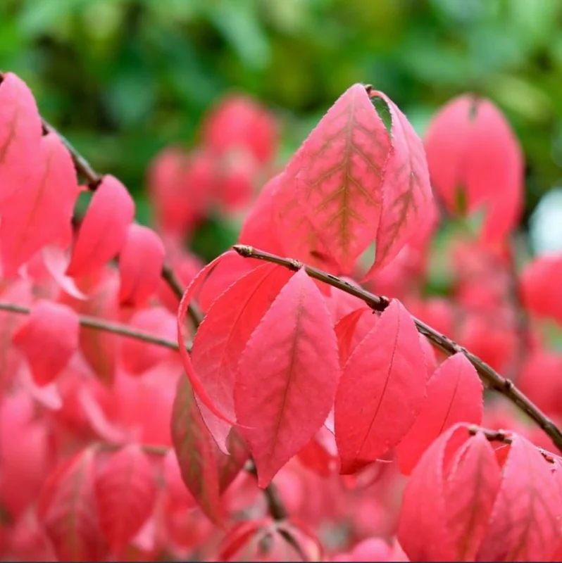 Burning Bush Live Plant 2.5 Inch Pot - Red Ornamental Shrub Burning Bush Live Plant 2.5 Inch Pot - Red Ornamental Shrub - Image 4