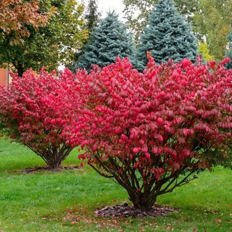 Burning Bush Live Plant 2.5 Inch Pot - Red Ornamental Shrub Burning Bush Live Plant 2.5 Inch Pot - Red Ornamental Shrub - Image 5