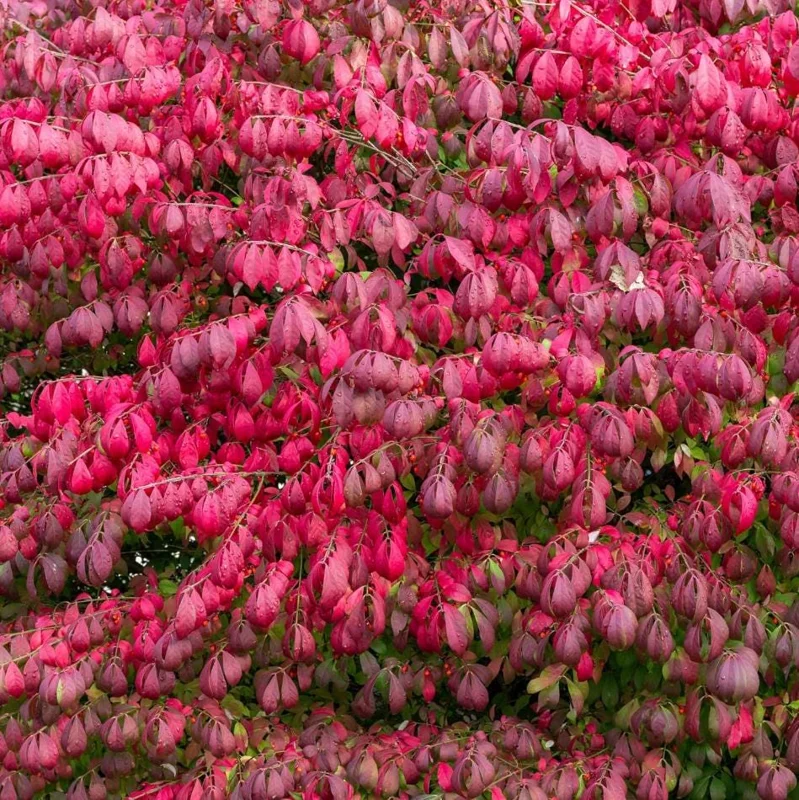 Burning Bush Live Plant 2.5 Inch Pot - Red Ornamental Shrub Burning Bush Live Plant 2.5 Inch Pot - Red Ornamental Shrub - Image 6