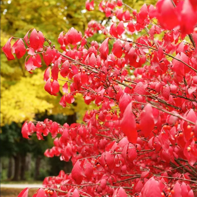 Burning Bush Live Plant 2.5 Inch Pot - Red Ornamental Shrub Burning Bush Live Plant 2.5 Inch Pot - Red Ornamental Shrub - Image 7