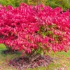 Burning Bush Live Plant 2.5 Inch Pot - Red Ornamental Shrub - Image 1