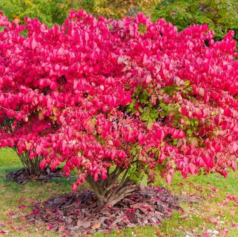 Burning Bush Live Plant 2.5 Inch Pot - Red Ornamental Shrub Burning Bush Live Plant 2.5 Inch Pot - Red Ornamental Shrub - Image 1