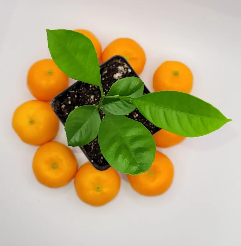 Calamansi Live Plant - Calamondin Citrus Tree - Indoor/Outdoor Fruit Plant - Image 2