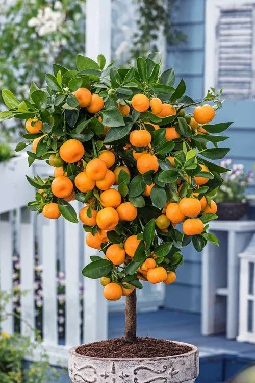 Calamansi Live Plant - Calamondin Citrus Tree - Indoor/Outdoor Fruit Plant - Image 1