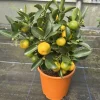 Calamansi Live Plug Plant - Calamondin Citrus Tree for Indoor & Outdoor - Image 1