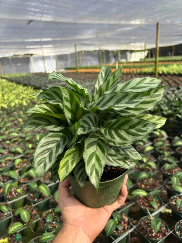 Calathea Freddie Prayer Plant Live Tropical Houseplant in 6 inch Pot - Image 2