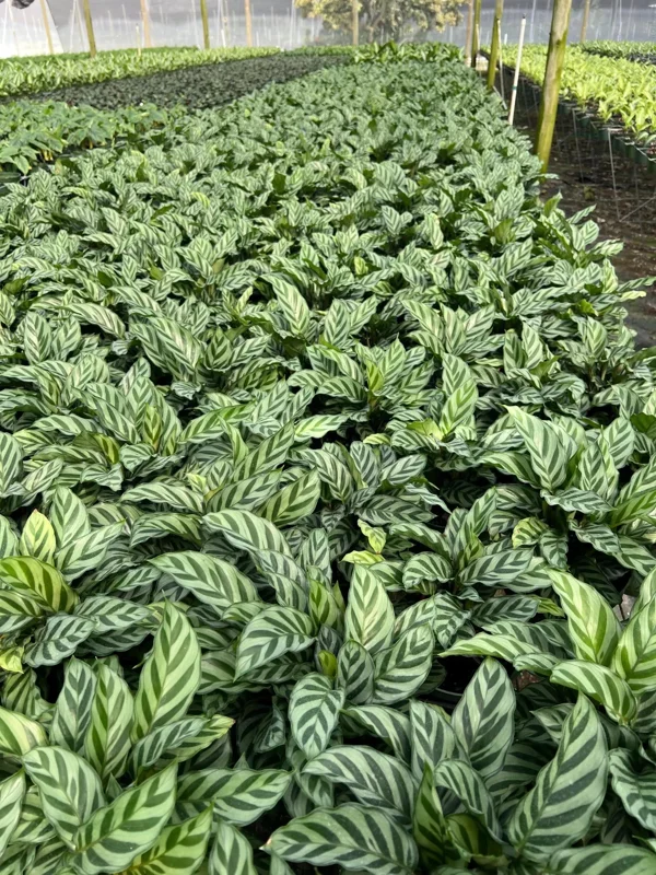 Calathea Freddie Prayer Plant Live Tropical Houseplant in 6 inch Pot Calathea Freddie Prayer Plant Live Tropical Houseplant in 6 inch Pot - Image 3