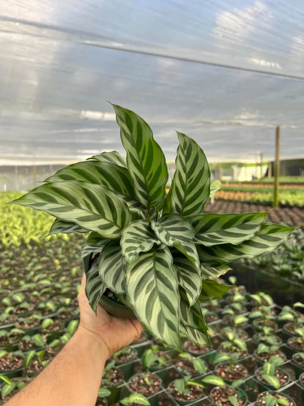 Calathea Freddie Prayer Plant Live Tropical Houseplant in 6 inch Pot Calathea Freddie Prayer Plant Live Tropical Houseplant in 6 inch Pot - Image 4