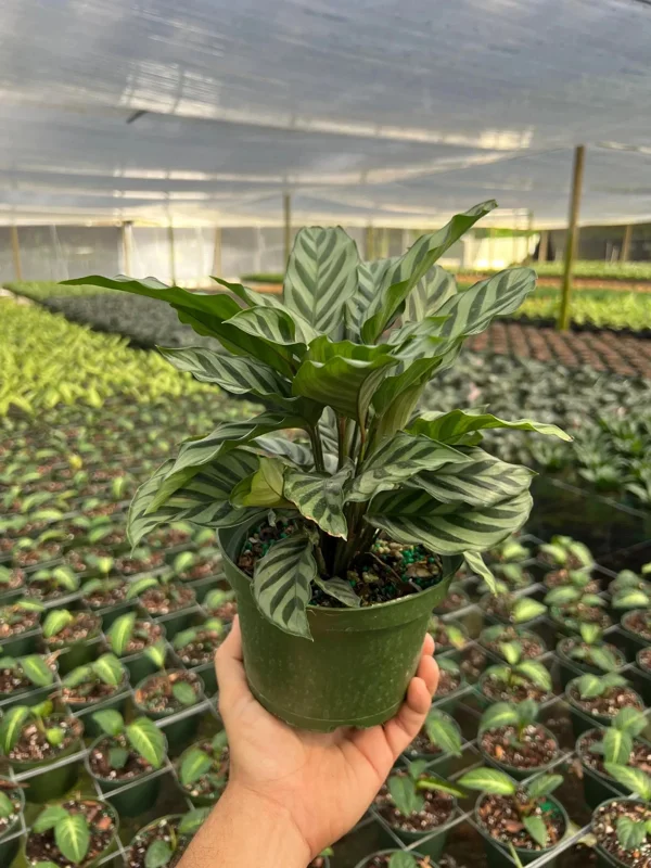 Calathea Freddie Prayer Plant Live Tropical Houseplant in 6 inch Pot Calathea Freddie Prayer Plant Live Tropical Houseplant in 6 inch Pot - Image 5