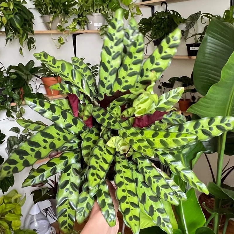 Calathea Lancifolia Live Plant - Rattlesnake Patterned Indoor Houseplant Calathea Lancifolia Live Plant - Rattlesnake Patterned Indoor Houseplant - Image 3