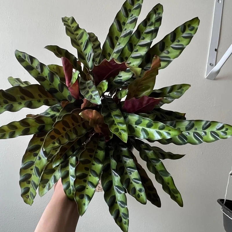 Calathea Lancifolia Live Plant - Rattlesnake Patterned Indoor Houseplant Calathea Lancifolia Live Plant - Rattlesnake Patterned Indoor Houseplant - Image 4