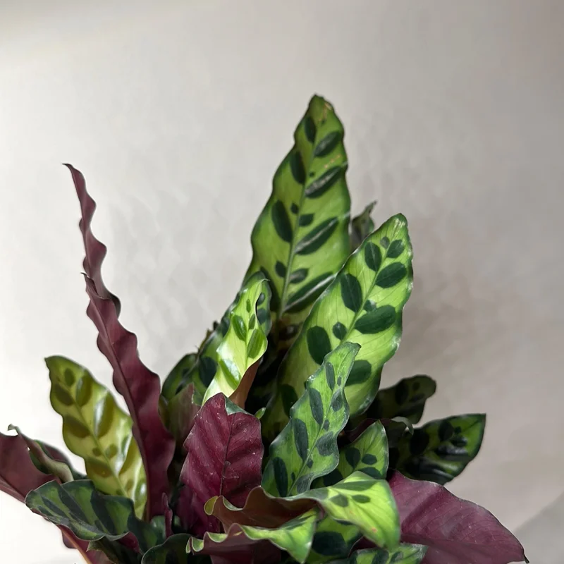 Calathea Lancifolia Live Plant - Rattlesnake Patterned Indoor Houseplant Calathea Lancifolia Live Plant - Rattlesnake Patterned Indoor Houseplant - Image 5