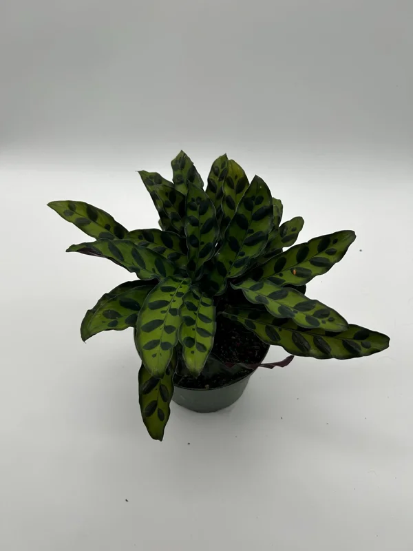 Calathea Lancifolia Live Plant - Rattlesnake Patterned Indoor Houseplant Calathea Lancifolia Live Plant - Rattlesnake Patterned Indoor Houseplant - Image 6