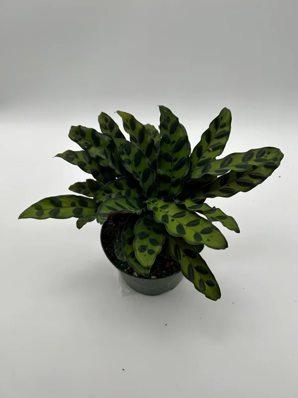 Calathea Lancifolia Live Plant - Rattlesnake Patterned Indoor Houseplant Calathea Lancifolia Live Plant - Rattlesnake Patterned Indoor Houseplant - Image 7