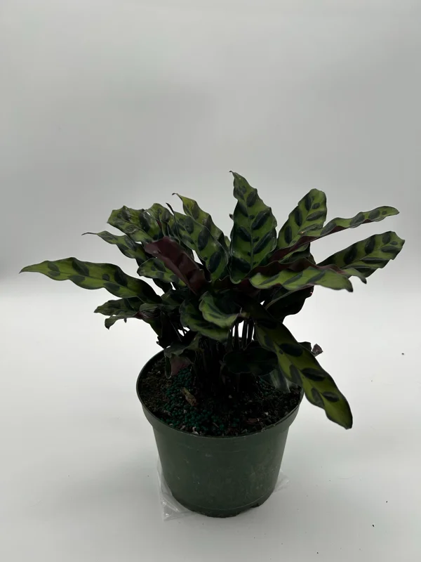 Calathea Lancifolia Live Plant - Rattlesnake Patterned Indoor Houseplant Calathea Lancifolia Live Plant - Rattlesnake Patterned Indoor Houseplant - Image 8
