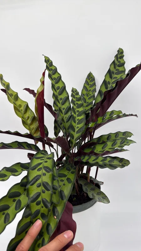 Calathea Lancifolia Live Plant – Rattlesnake Plant – Pet-Friendly Indoor Houseplant - Image 2