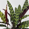Calathea Lancifolia Live Plant – Rattlesnake Plant – Pet-Friendly Indoor Houseplant - Image 1