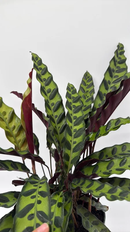 Calathea Lancifolia Live Plant – Rattlesnake Plant – Pet-Friendly Indoor Houseplant - Image 1