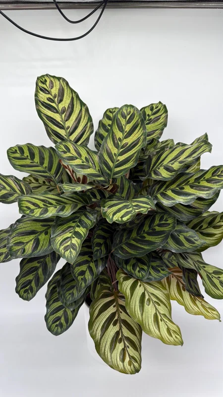 Calathea Makoyana Live Plant – 6 inch Pot – Pet Safe Indoor Houseplant - Image 2