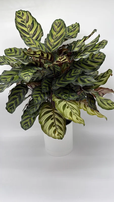 Calathea Makoyana Live Plant – 6 inch Pot – Pet Safe Indoor Houseplant Calathea Makoyana Live Plant – 6 inch Pot – Pet Safe Indoor Houseplant - Image 3